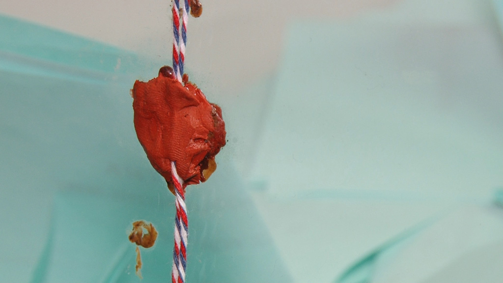 Foto: PrtScr Televizija Valjevo Plus