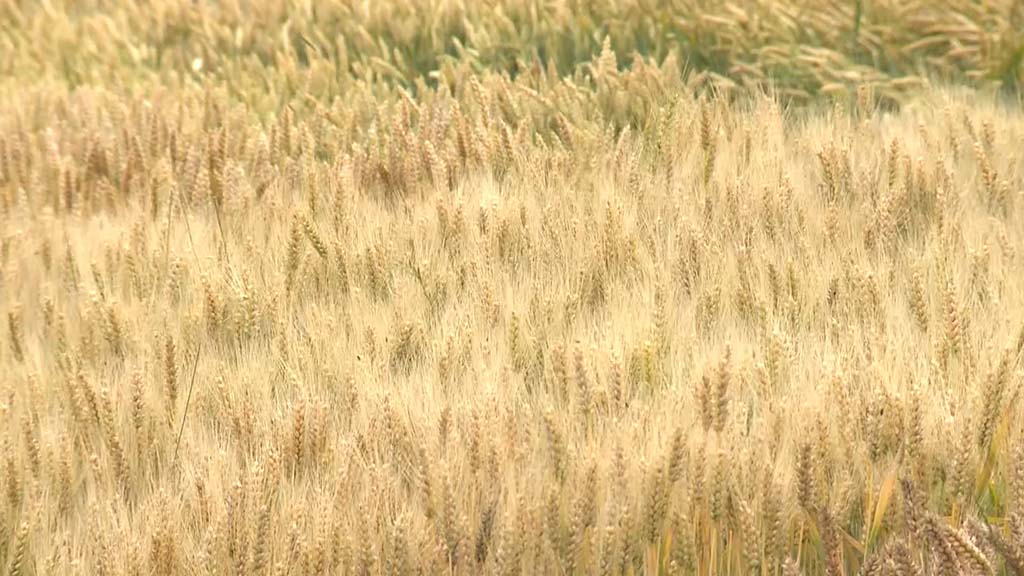 Foto: PrtScr - Televizija Valjevo Plus