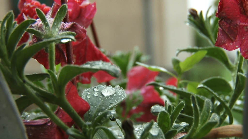 Foto: PrtScr Televizija Valjevo Plus